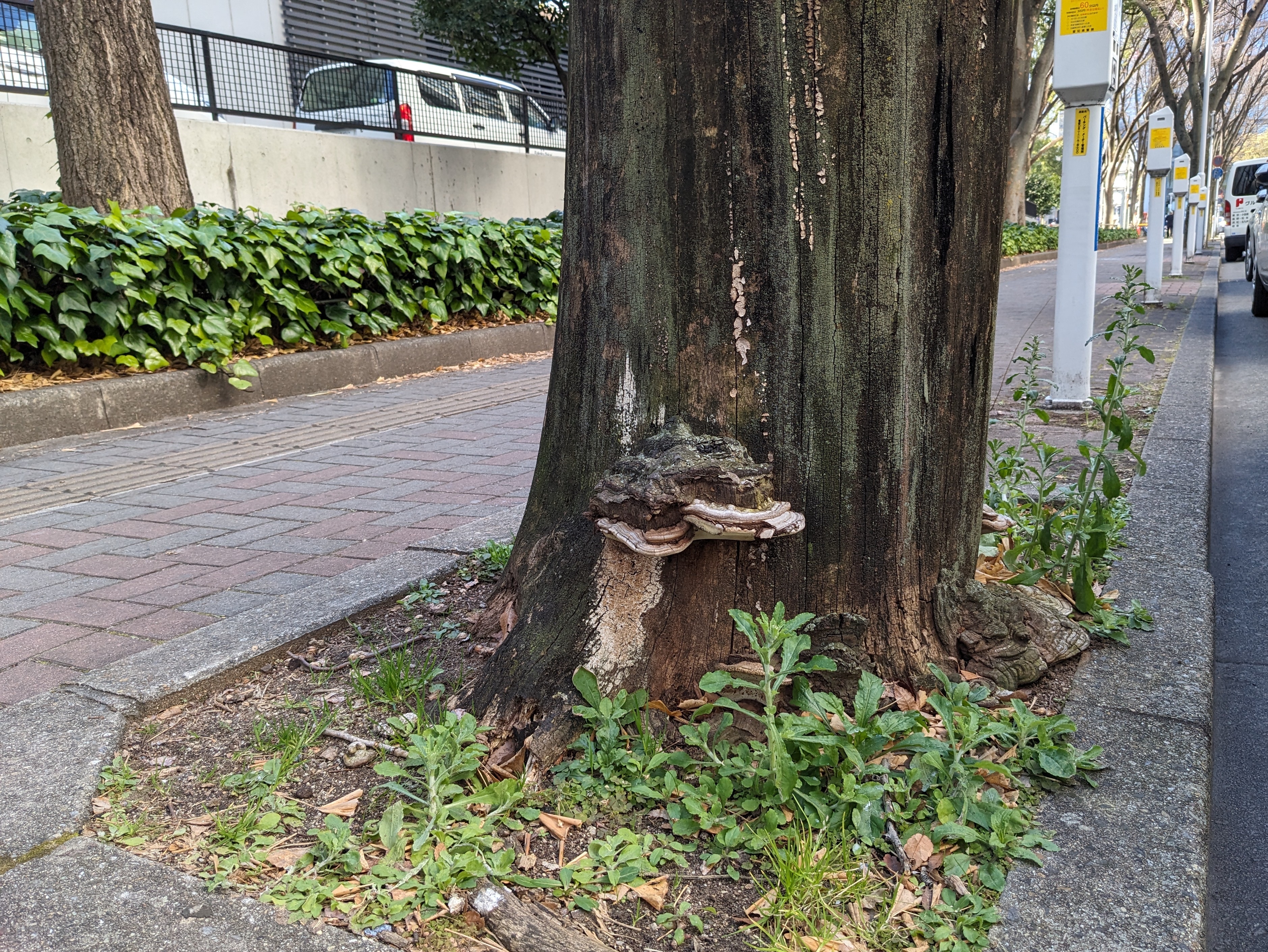 東山キャンパスを散歩して木の健康チェックしよう