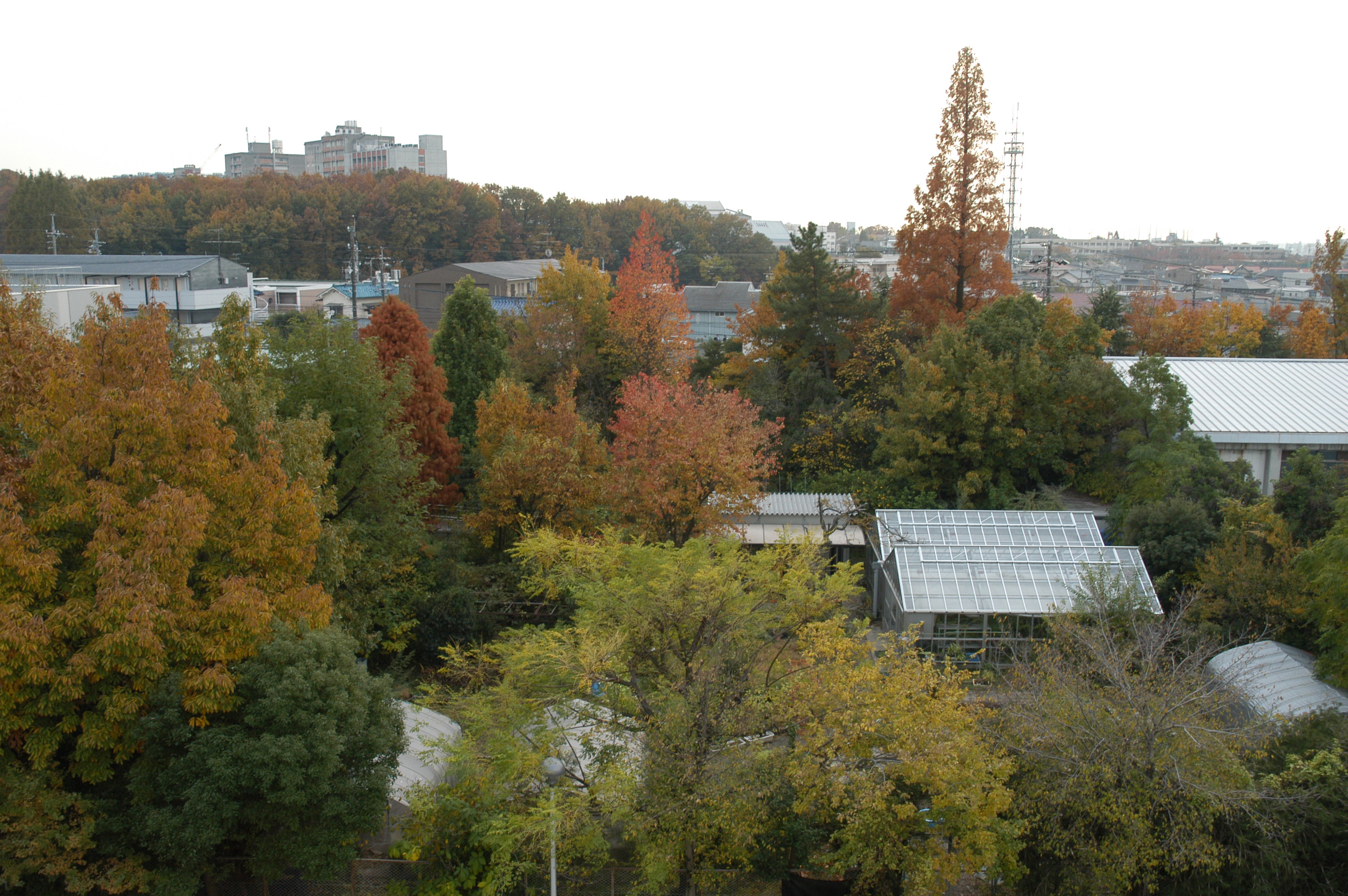 野外観察園公開