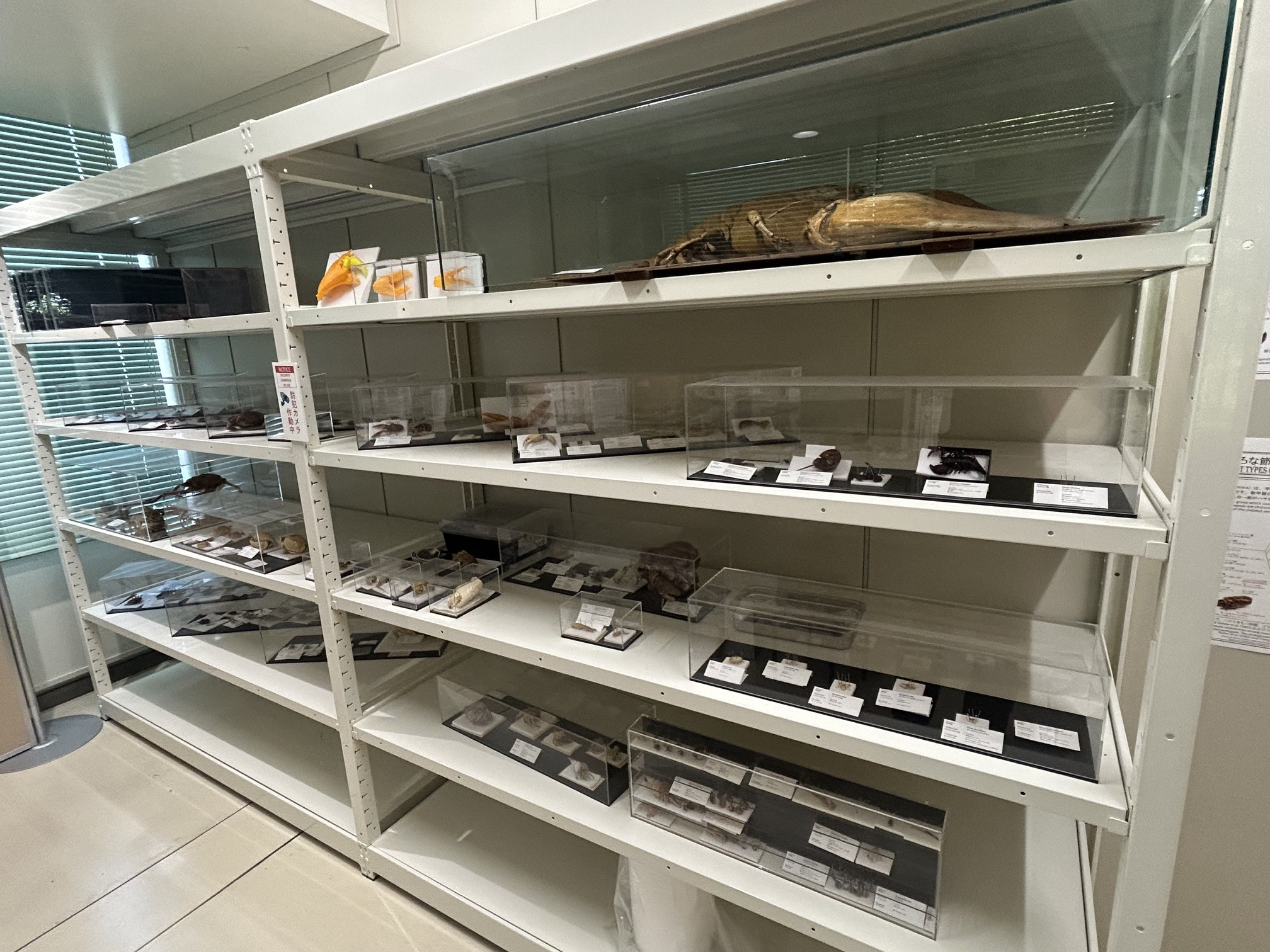 カニコレ収蔵展示